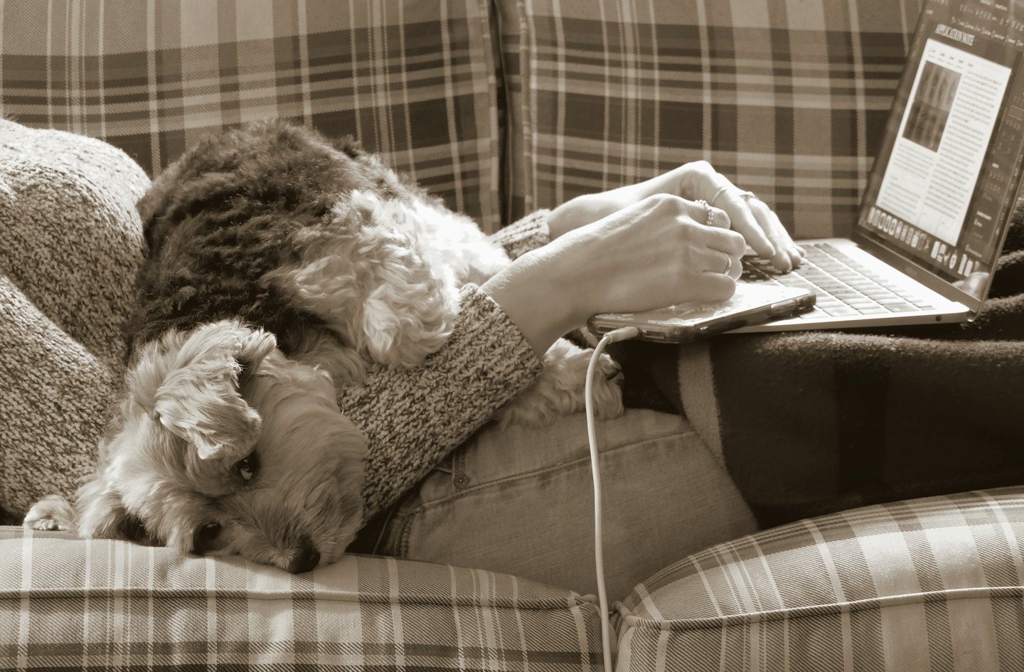 Hands typing on a laptop with a dog resting nearby.